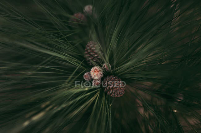 Close-up of a pineapple on a tree — Stock Photo