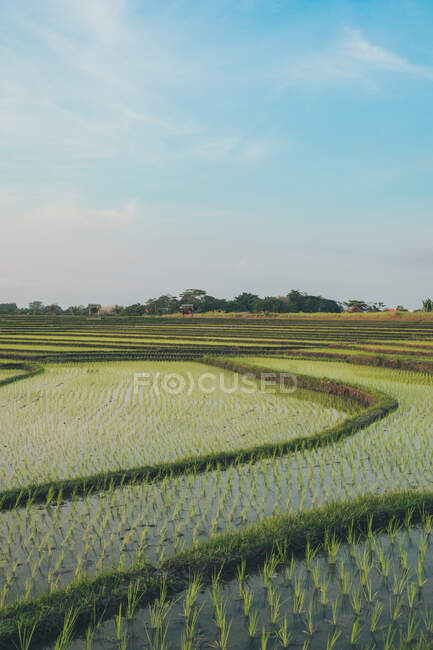 Vistas espetaculares do campo de arroz Kajsa — Fotografia de Stock