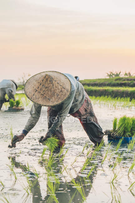 Dois trabalhadores que trabalham em um campo de arroz — Fotografia de Stock