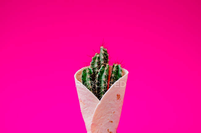 Tortilla avvolge con pianta di cactus — Foto stock