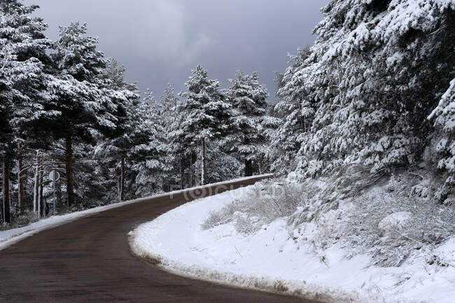 Route à l'intérieur d'une pinède couverte de neige à Candelario, Salamanque, Castilla y Leon, Espagne. — Photo de stock