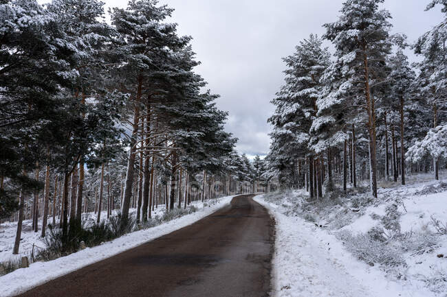 Straße in einem schneebedeckten Kiefernwald in Candelario, Salamanca, Kastilien und León, Spanien. — Stockfoto