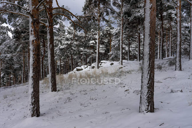 Forêt de pins couverte de neige à Candelario, Salamanque, Castilla y Leon, Espagne. — Photo de stock