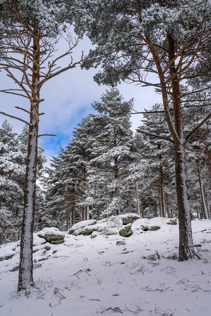 Forêt de pins couverte de neige à Candelario, Salamanque, Castilla y Leon, Espagne. — Photo de stock