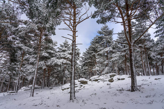 Bosque cubierto de nieve en Candelario, Salamanca, Castilla y León, España. - foto de stock