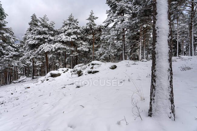 Pine forest covered with snow in Candelario, Salamanca, Castilla y Leon, Spain. — Stock Photo