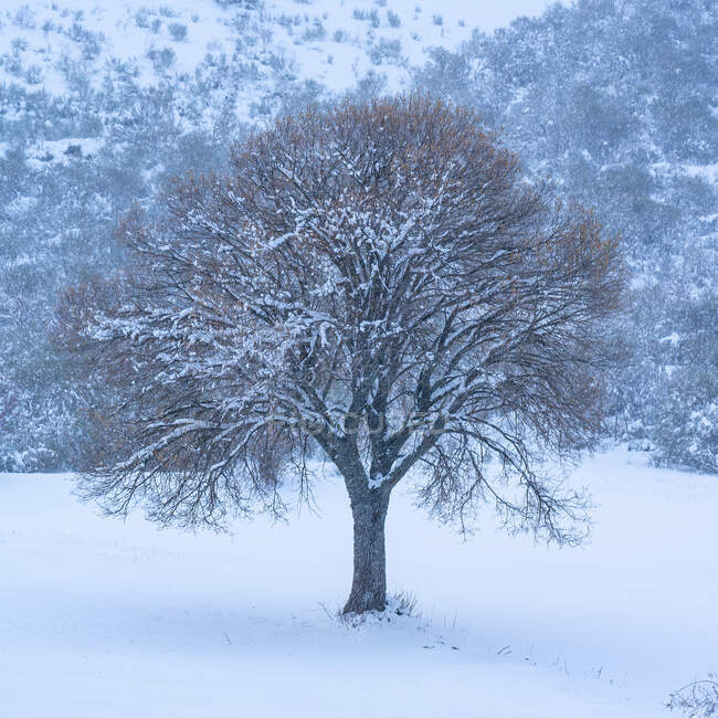 Снег в зимнем пейзаже одинокого дерева в туманный день — стоковое фото
