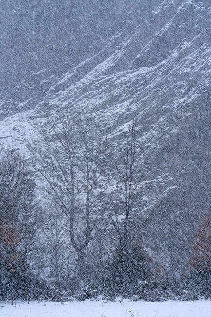Nieva en el paisaje invernal de un grupo de árboles en un día nublado - foto de stock