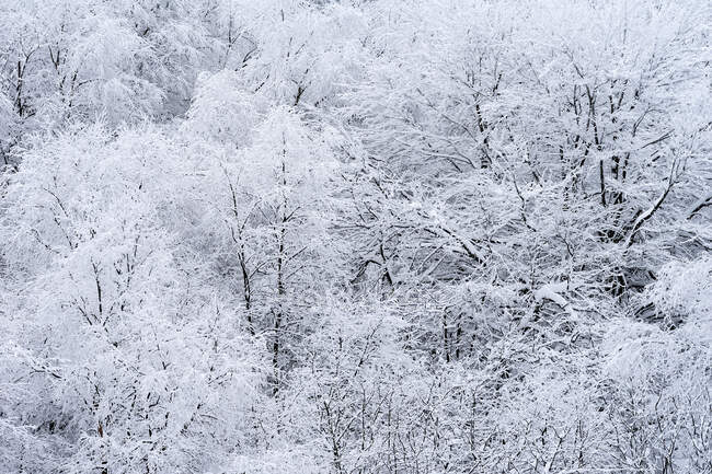 Schnee in der Winterlandschaft einer Baumgruppe an einem nebligen Tag — Stockfoto