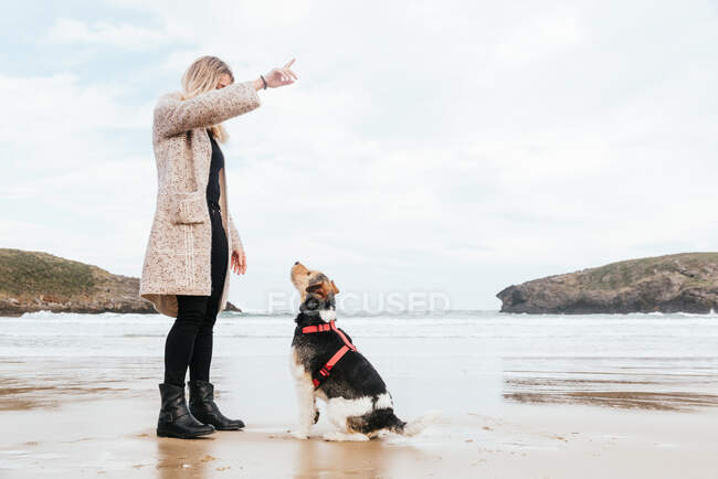 Побочный вид неузнаваемой женщины с поднятым пальцем обучающей послушной чистокровной собаке на песчаном побережье океана против гор — стоковое фото