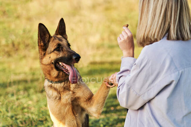 Visão traseira do cão pastor alemão leal dando pata ao proprietário do conteúdo feminino perto do lago no fundo do céu do pôr-do-sol — Fotografia de Stock