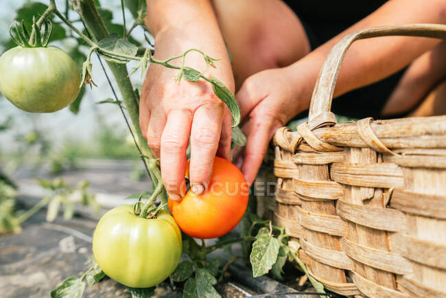 Crop anonymous female harvester collecting fresh tomatoes from plant near straw basket in countryside — Stock Photo