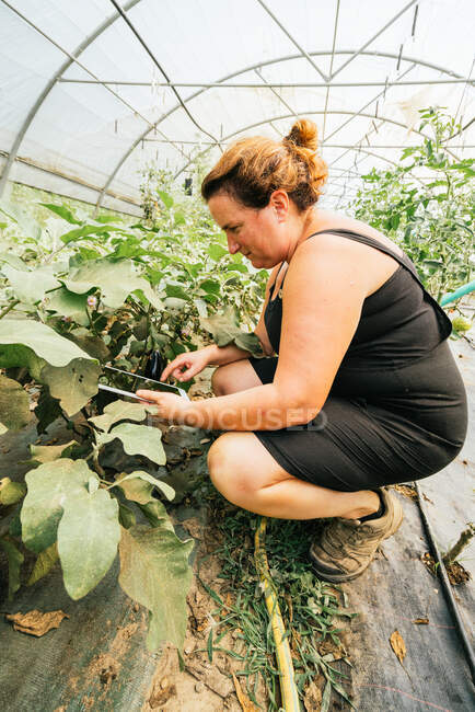 Vue latérale de jardinier femelle dodue naviguant sur tablette accroupi contre la plantation avec des feuilles luxuriantes en serre — Photo de stock