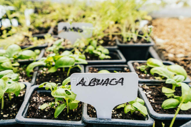 Inscripción de albahaca en suelo con plántulas verdes en contenedores de plástico en tierras de cultivo a la luz del sol - foto de stock
