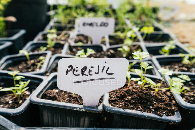 Semis de persil dans de petites boîtes avec de la terre et inscription à la campagne le jour ensoleillé — Photo de stock