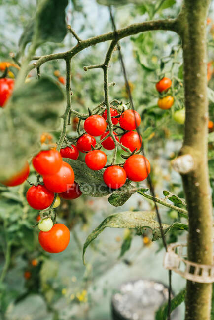 Paquetes de tomates cherry brillantes en tallos delgados que crecen en la plantación de tierras de cultivo en verano - foto de stock