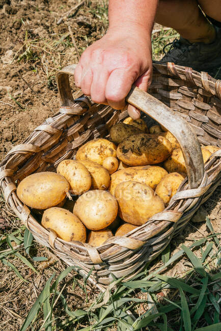 Du haut de la récolte jardinier anonyme avec panier en osier plein de pommes de terre jaunes crues dans la campagne — Photo de stock
