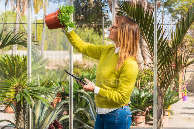 Vista laterale del compratore femminile in maschera raccogliendo pianta succulenta in vaso mentre in piedi vicino alla stalla nel centro del giardino — Foto stock