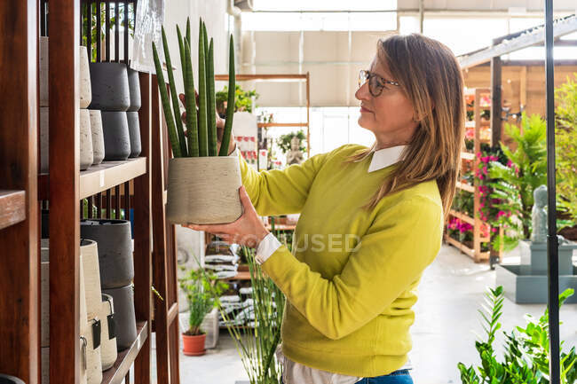 Жіночий клієнт стоїть з Sansevieria cylindrica в горщику під час покупок в садовому центрі. — стокове фото