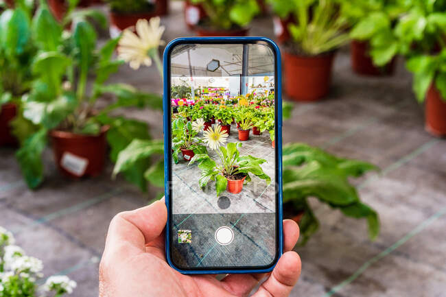 Unbekannter fotografiert Gerbera-Topfblume auf Smartphone in Gartencenter — Stockfoto