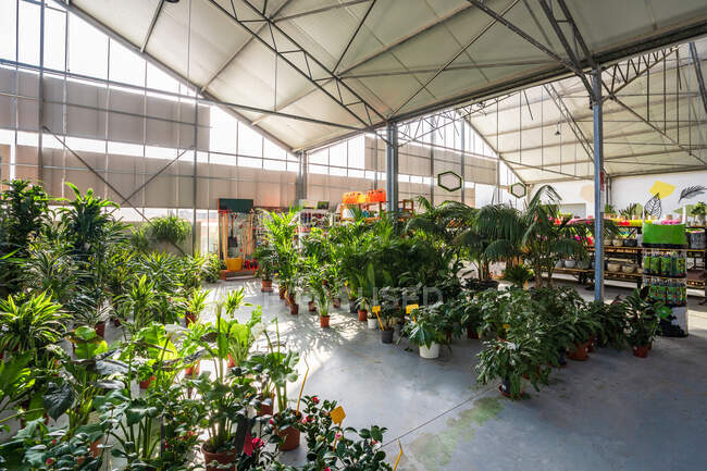 Ampia struttura del centro giardino con piante in vaso assortite e fiori fioriti illuminati dalla luce del sole — Foto stock
