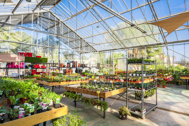 Просторный садовый центр с разнообразными горшечными растениями и цветущими цветами, освещенными солнечным светом — стоковое фото