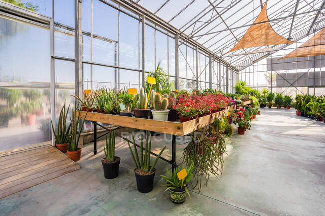 Geräumige Anlage des Gartencenters mit verschiedenen Topfpflanzen und blühenden, vom Sonnenlicht beleuchteten Blumen — Stockfoto