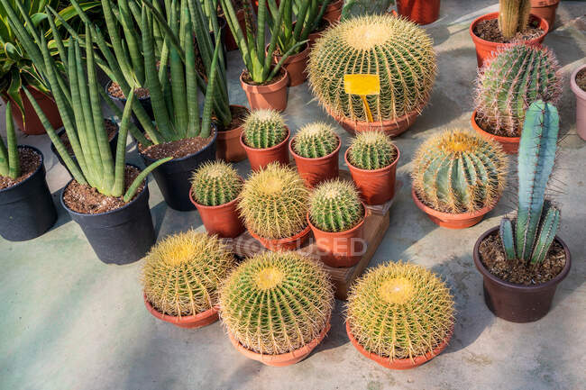Dall'alto di cactus assortiti che crescono in pentole di plastica in centro di giardino moderno — Foto stock