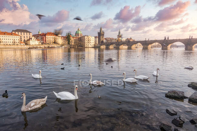 Troupeau de cygnes gracieux flottant sur la surface calme de la rivière dans la vieille ville sous le ciel couchant — Photo de stock