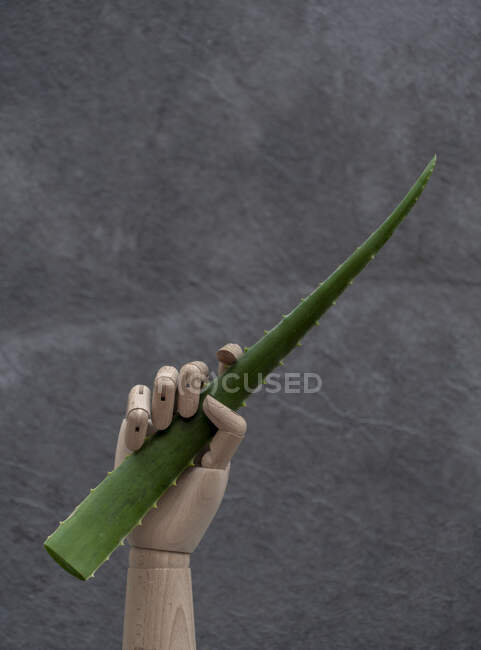 Holzhand mit grünem Segment der Aloe Vera auf grauem Hintergrund im Atelier — Stockfoto