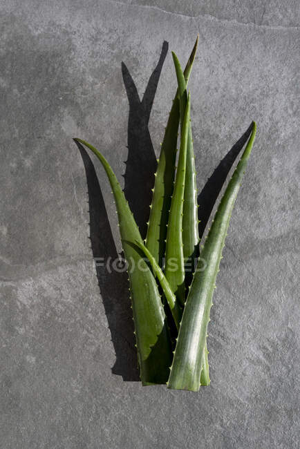 Vista superior del racimo de hojas de aloe vera verdes colocadas sobre fondo gris en el estudio - foto de stock
