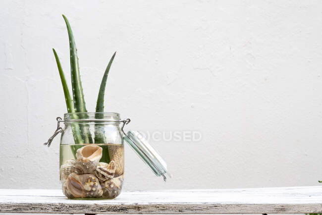 Feuilles d'aloe vera vertes placées dans un bocal en verre avec de l'eau et des coquillages sur la table sur fond blanc — Photo de stock