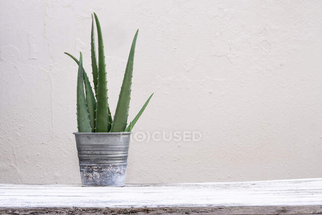 Green aloe vera leaves placed in jar on table on white background — Stock Photo