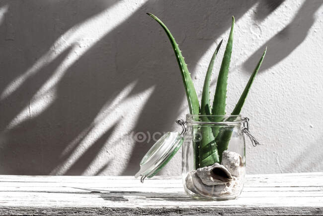 Folhas de aloé vera verde colocadas em frasco de vidro com conchas na mesa sobre fundo branco — Fotografia de Stock