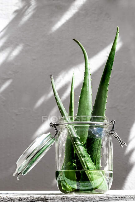Folhas de aloé vera verde colocadas em frasco de vidro com água na mesa sobre fundo branco — Fotografia de Stock