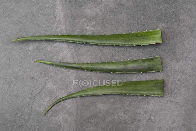 From above of green aloe vera leaves placed in row on gray table in studio — Stock Photo