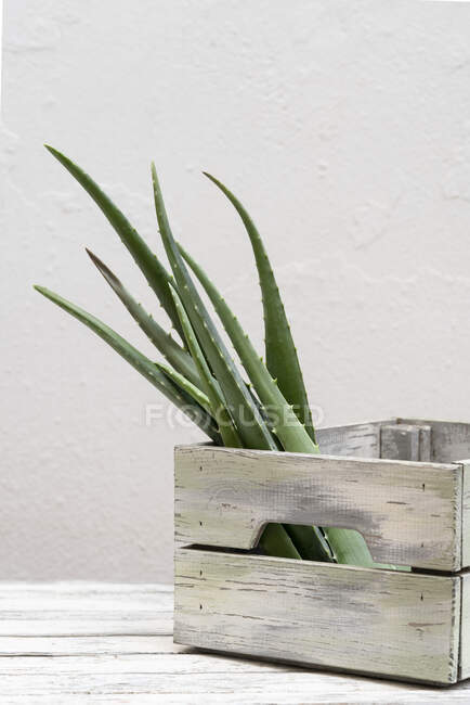 Folhas de aloé vera verde colocadas em recipiente de madeira na mesa sobre fundo branco — Fotografia de Stock