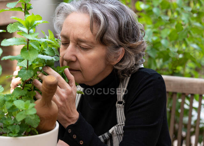Sereno jardinero femenino senior disfrutando de refrescante aroma de hojas de menta mientras está sentado en la silla en el jardín - foto de stock