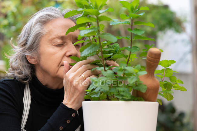 Serene senior female gardener enjoying refreshing scent of mint leaves while sitting on chair in garden — Stock Photo