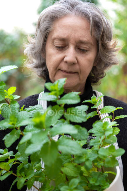 Sereno giardiniere donna anziana godendo rinfrescante profumo di foglie di menta mentre seduto sulla sedia in giardino — Foto stock
