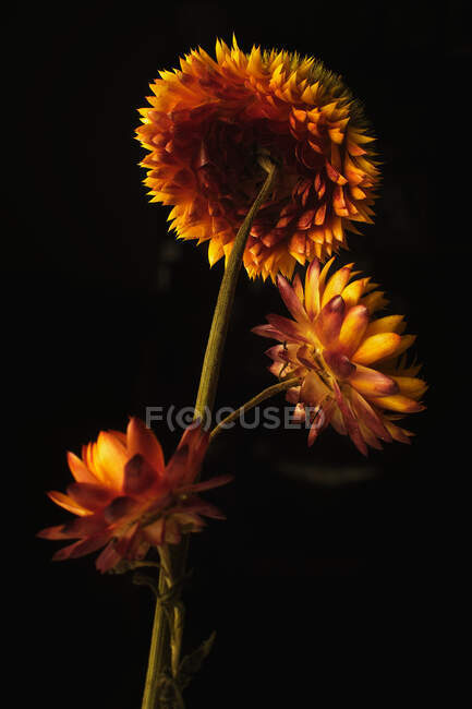 Delicadas flores de fresa con pétalos anaranjados y amarillos sobre fondo negro en estudio oscuro - foto de stock