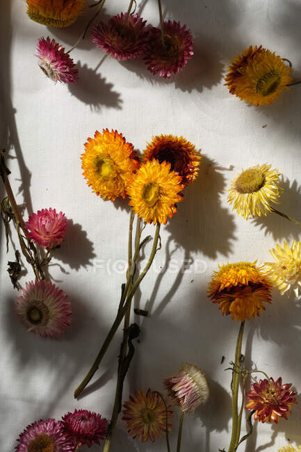 Vista superior de flores de fresa de colores dispersos sobre fondo blanco en la habitación con luz solar - foto de stock
