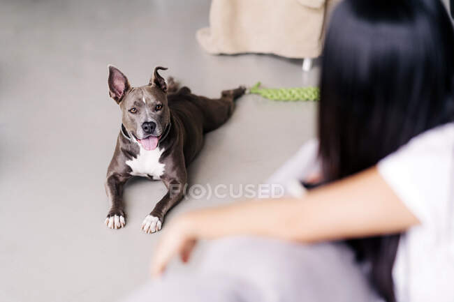 From above side view of crop unrecognizable female against purebred dog with tongue out lying on floor in house — Stock Photo