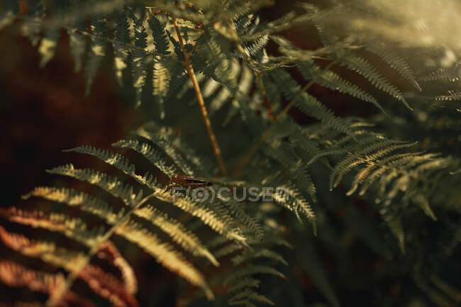 Foglie verdi di felce che crescono in ombra nella foresta nelle giornate di sole — Foto stock