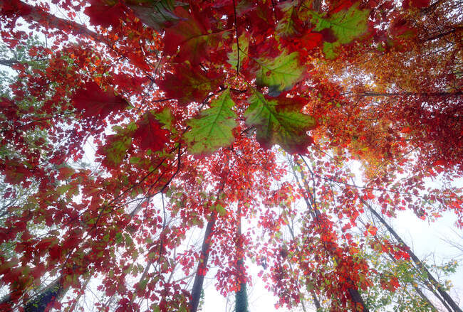 Dal basso di quercia alta con foglie colorate che crescono nei boschi in autunno — Foto stock