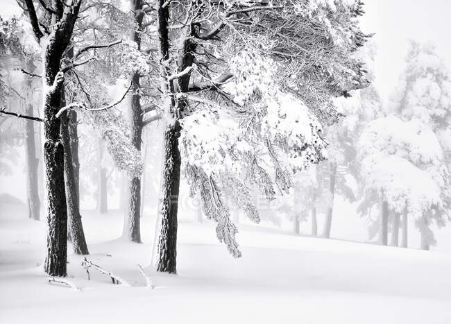 Erstaunliche Baumkulisse in verschneiten Wäldern bei Tag im Winter — Stockfoto