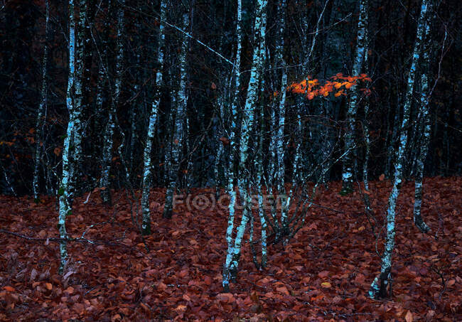 Cenário pitoresco de madeira outonal com árvores de folhagem coloridas durante a temporada de outono — Fotografia de Stock