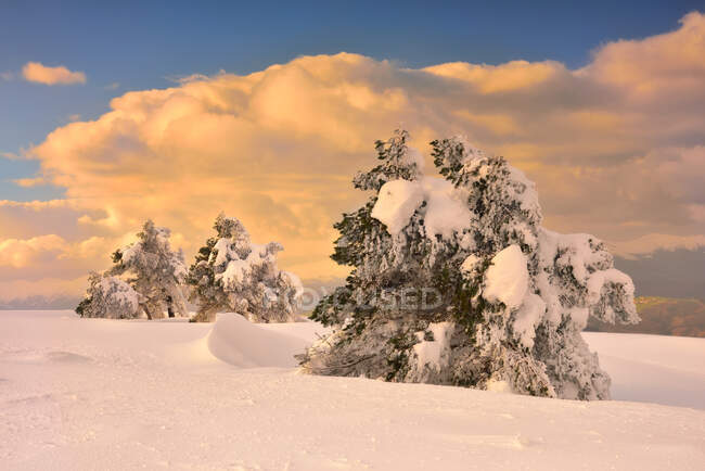 Ефектний вид на хвойні дерева, вкриті снігом, що росте на полі взимку на тлі заходу сонця неба — стокове фото