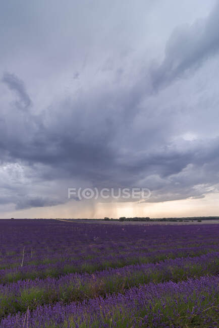 Espectacular vista de filas de campos de lavanda en flor bajo el cielo de tormenta en verano - foto de stock