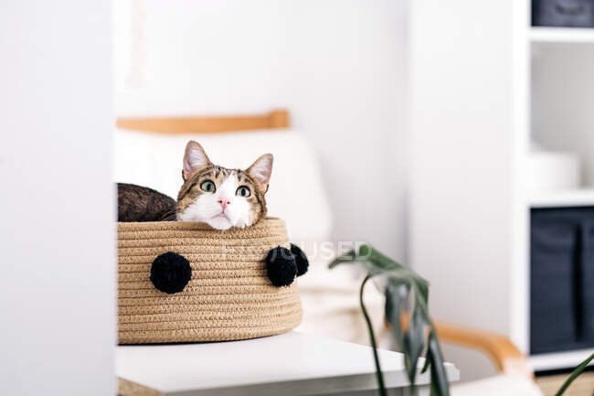 Adorable cat with attentive gaze looking up while lying in basket in light house room — Stock Photo